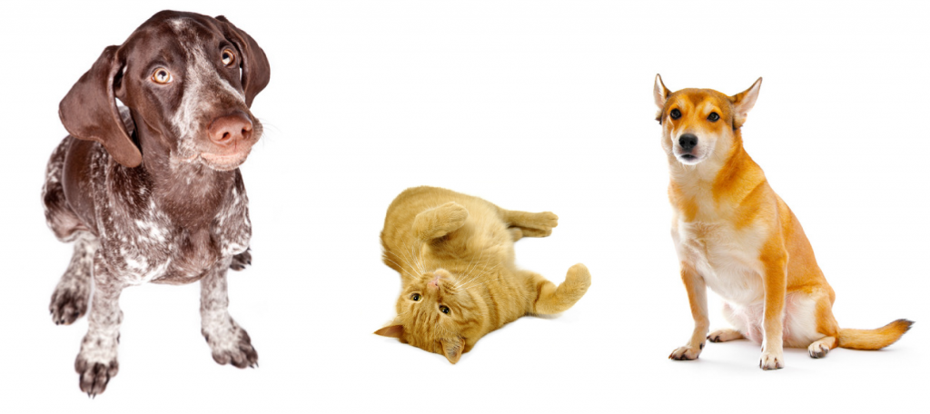 Precious animals