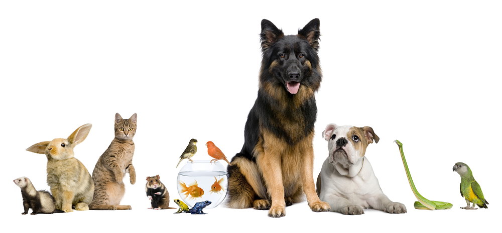 Precious Animals